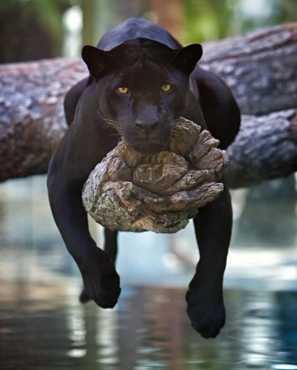 black-panther-in-jacksonville-zoo-florida-photography-by-charlie-burlingame